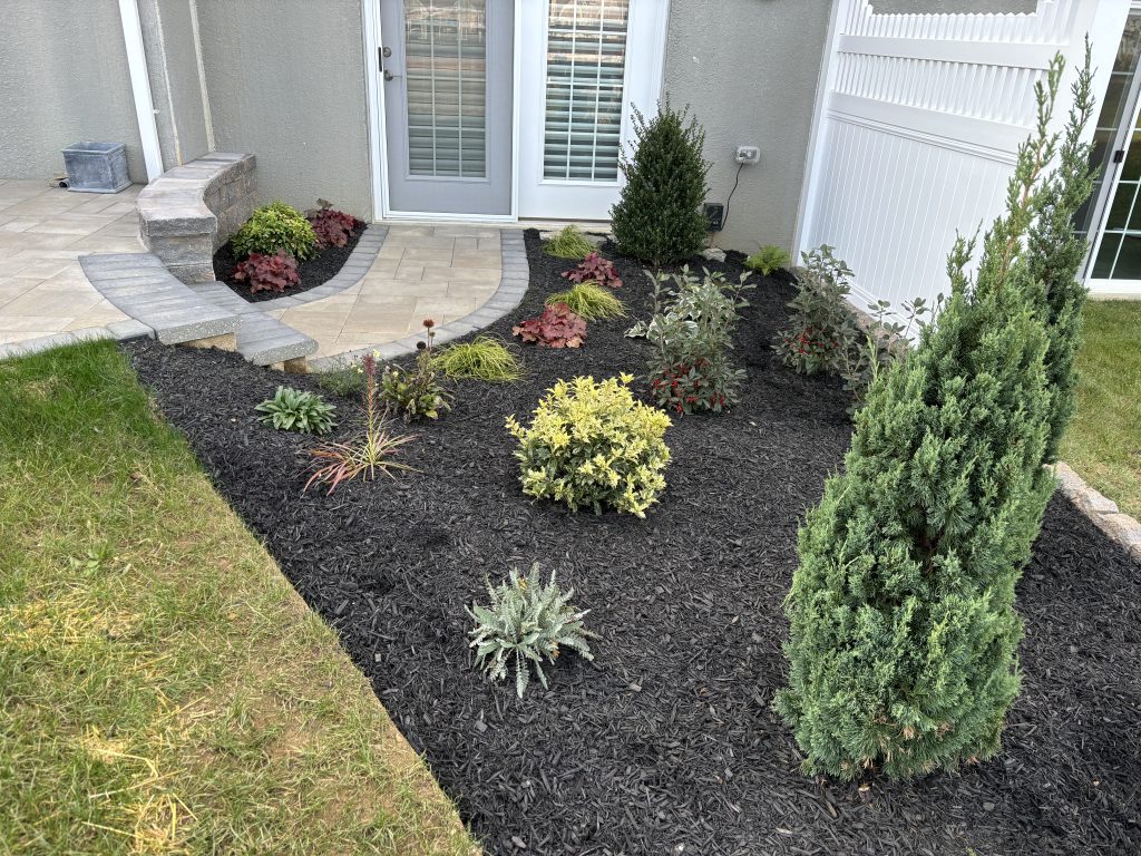 Backyard Build Out plantings